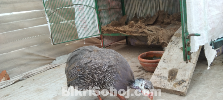 Guinea Fowl